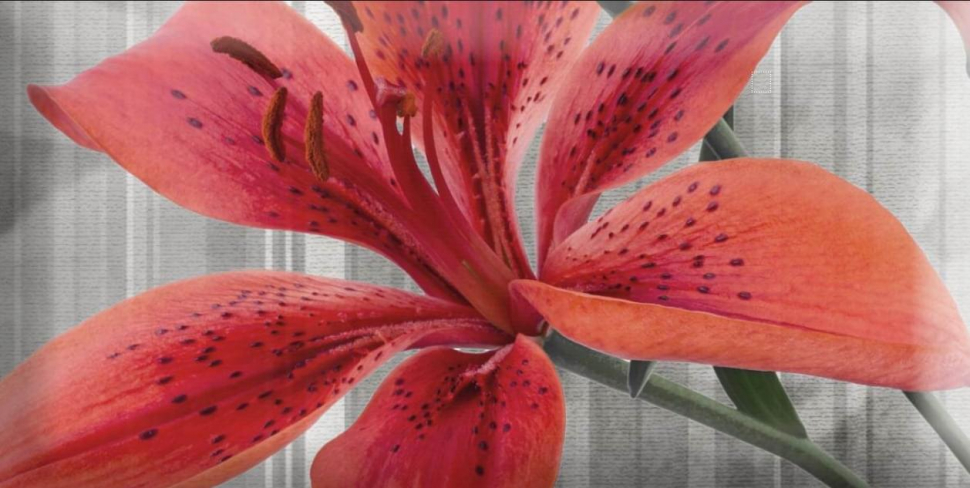 Absolut Keramika Monocolor Biselado Mix Flowers RBW 7.5x15